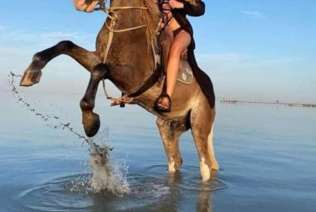2-Hour Swim with Horses Experience in Hurghada