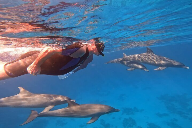 Swim With Dolphins at Dolphin House With Lunch - Hurghada